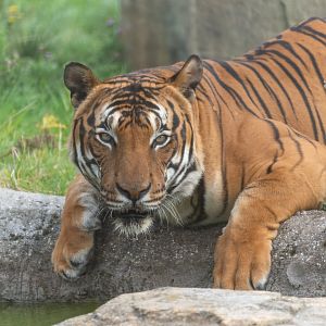 Malayan tiger, Hamerton, UK
