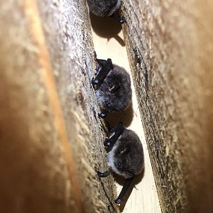 Daubenton's Bat (Myotis daubentonii)