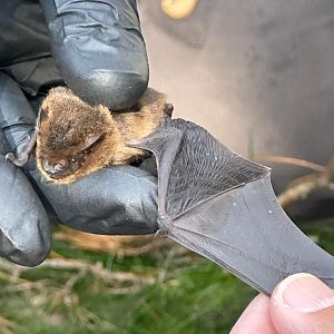 Common Pipistrelle (Pipistrellus pipistrellus)