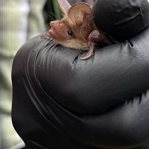 Bechstein's Bat (Myotis bechsteinii)