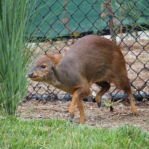 Chilean Pudu