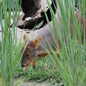 Chilean Pudu (Pudu Puda)