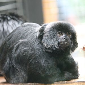 Geoldi’s Monkey (Callimico goeldii)