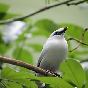Bali Mynah (Leucopsar rothschildi)