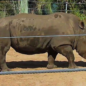 Lowry Park Zoo 2017 - YouTube