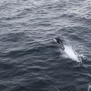 Pacific white-sided dolphin, Sagmatias obliquidens