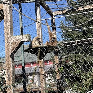 Lar Gibbons (10/22/23)