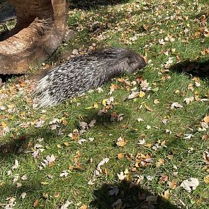 Indian Crested Porcupine (10/22/23)