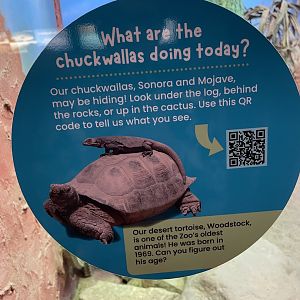 Tracking Chuckwallas!