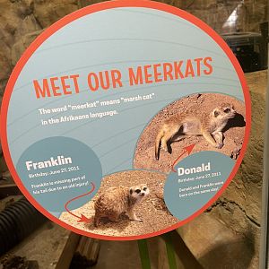 Meerkat Signage #1