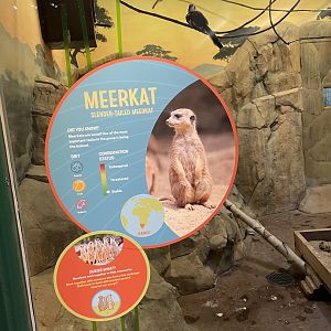 Meerkat Signage #2