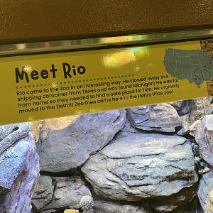 Rio’s Story