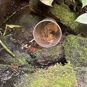 Scandalous Dart Frogs!