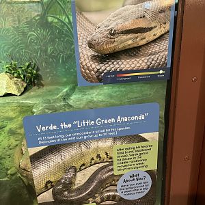 New Green Anaconda Signage