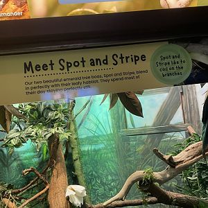 Emerald Tree Boa Signage