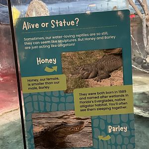 American Alligator Signature