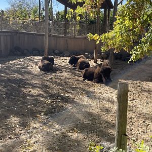 American Bison (10/22/23)
