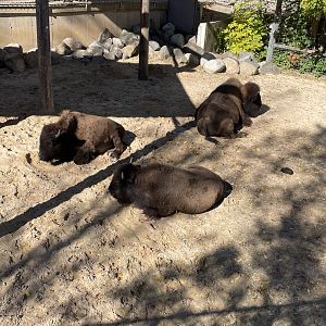 American Bison (10/22/23)