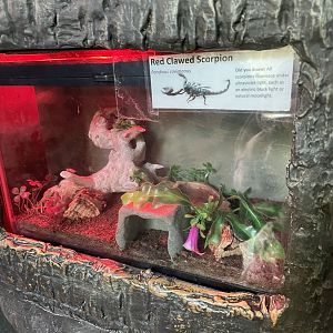 Red-Clawed Scorpion Exhibit (10/22/23)