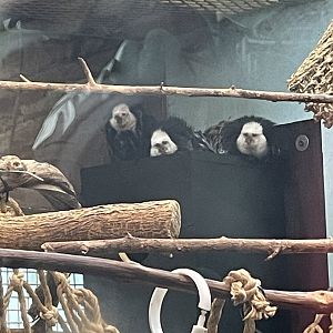 Geoffroy’s Marmosets (10/22/23)