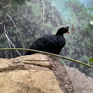 Helmeted Curassow (10/22/23)