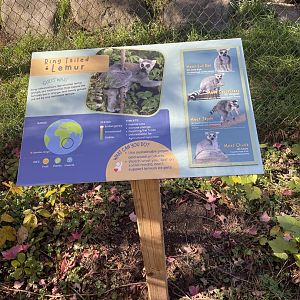 New Ring-Tailed Lemur Signage