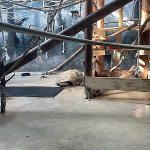 Aldabra Tortoises (10/22/23)