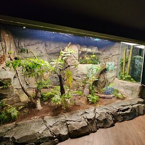 Mexican beaded lizard exhibit