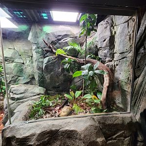 Blood python exhibit