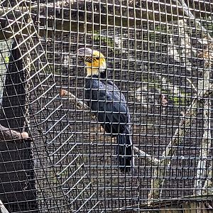 The Canopy Aviary -  Sulawesi hornbill
