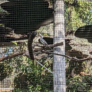The Canopy Aviary - Red-billed hornbill