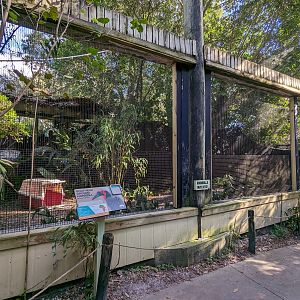 The Canopy Aviary - Southern ground hornbill