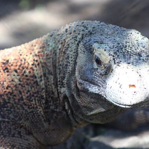Komodo Dragon (Varanus komodoensis)