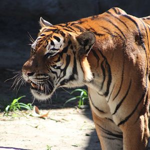Roaring Malayan Tiger (P. tigris jacksoni)