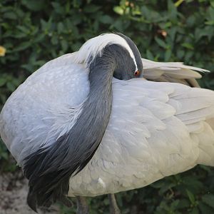 Demoiselle Crane (Grus virgo)