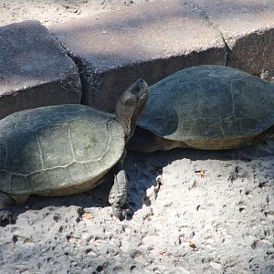 Giant Asian Pond Turtles (Heosemys grandis)