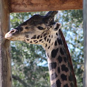 Masai Giraffe Portrait (Giraffa tippelskirchi)