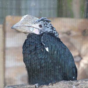 (Female) Silvery-Cheeked Hornbill (Bycanistes brevis)