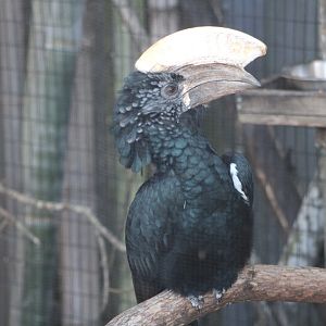 (Male) Silvery-Cheeked Hornbill (Bycanistes brevis)