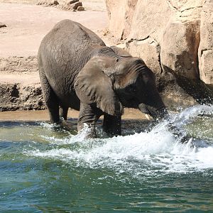African Bush Elephant (Loxodonta africana)