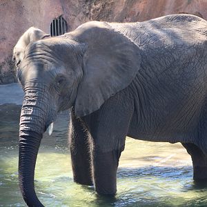 African Bush Elephant (Loxodonta africana)