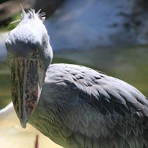 Shoebill (Balaeniceps rex)