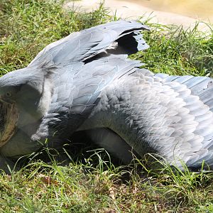 Sunning Shoebill (Balaeniceps rex)