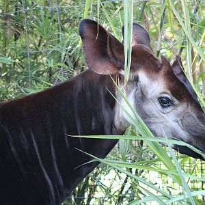 Okapi Portrait (Okapia johnstoni)