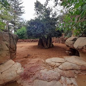 Red River Hog - enclosure