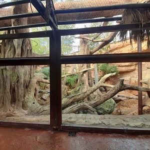 African Leopard - enclosure