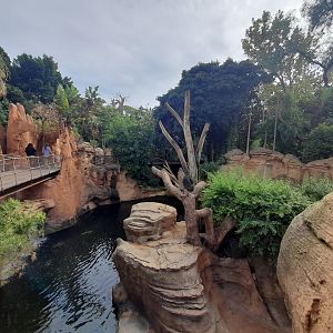 Chimpanzee - enclosure