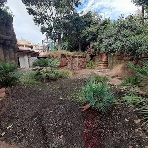 Komodo Dragon - enclosure