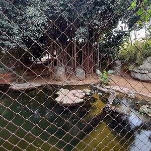 Nile Crocodile - enclosure