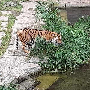Sumatran Tiger